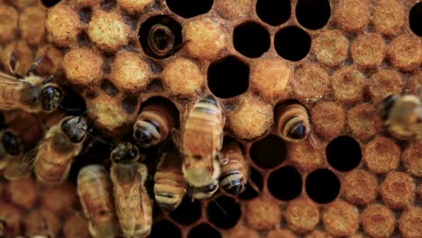 bees cleaning brood comb in hive