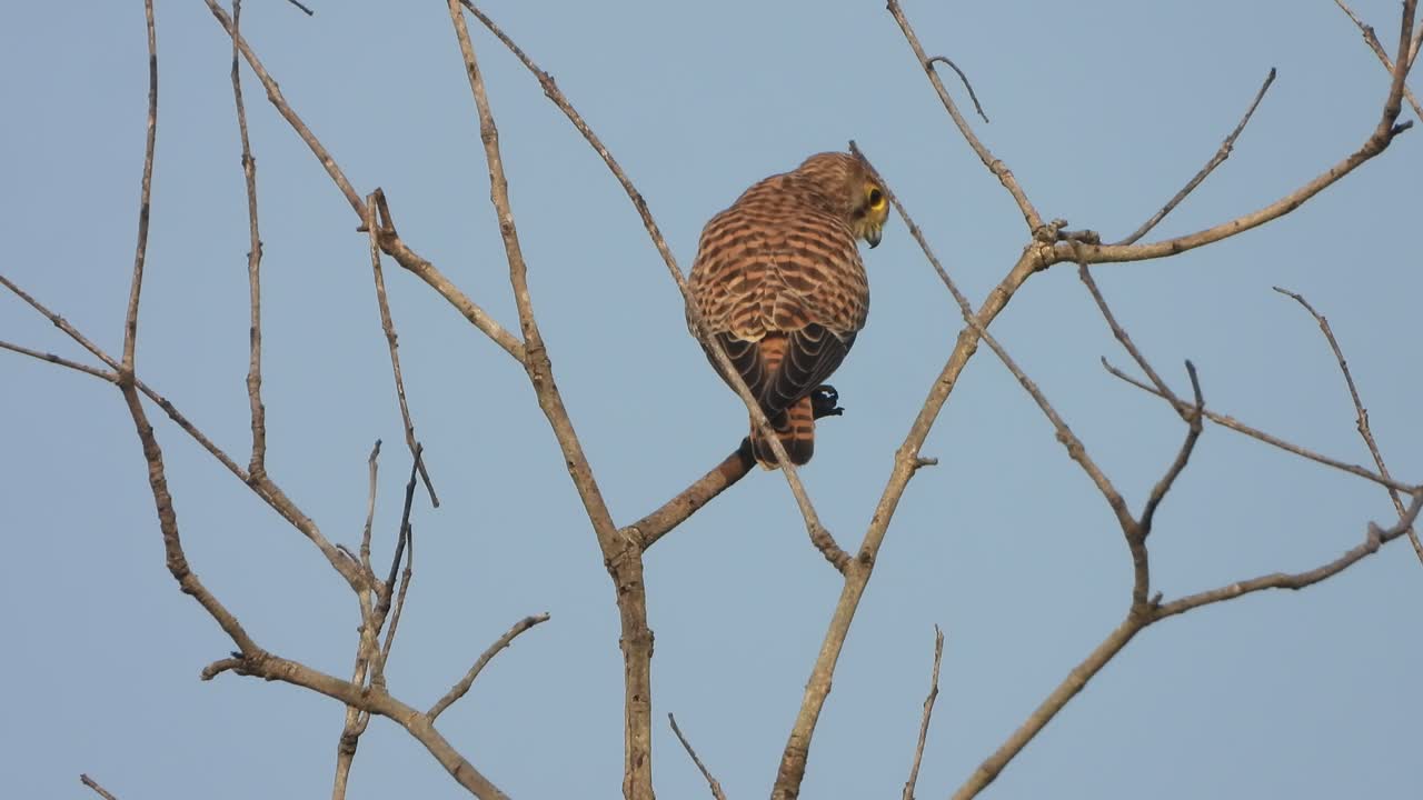 Falke findet Futter und entspannt sich im Baum. #