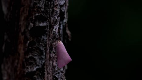 visto en la oscuridad del bosque sobresaliendo por su color mientras el árbol se mueve con el viento en lo profundo del bosque, saltamontes rosas, planas, tailandia