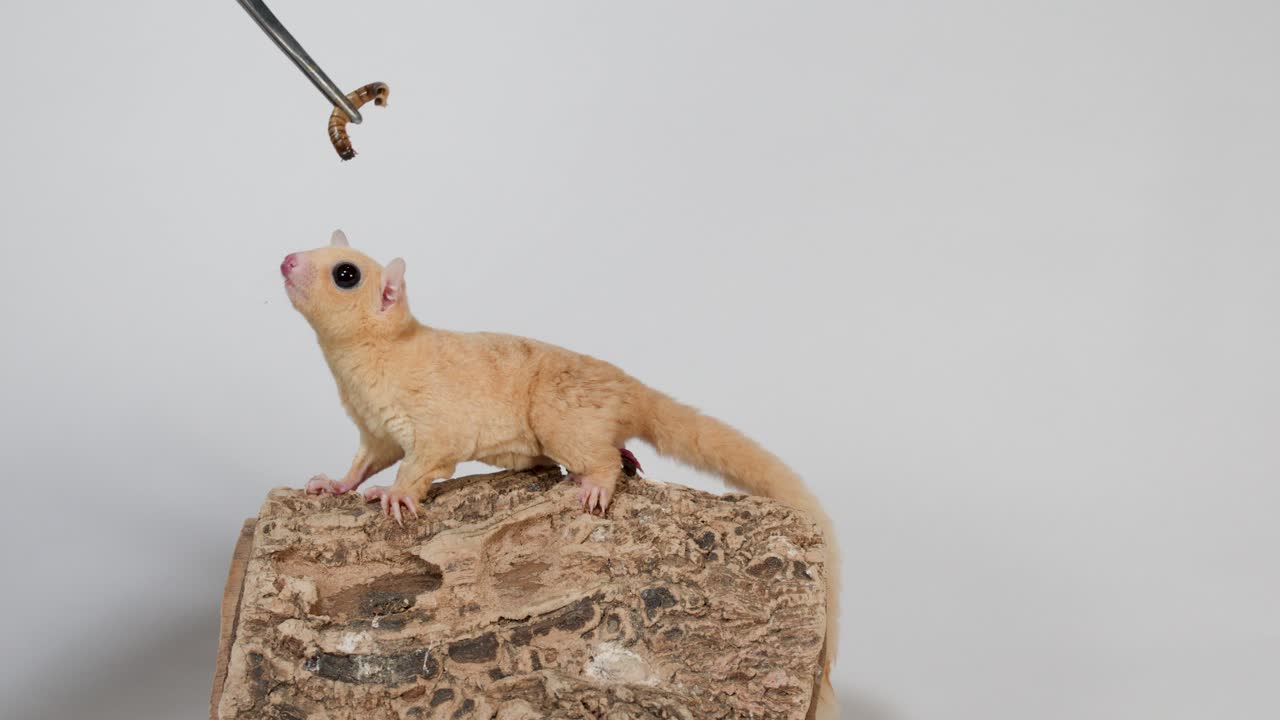 Cream sugar glider on log eats dangling mealworm under soft studio lighting, minimal camera movement