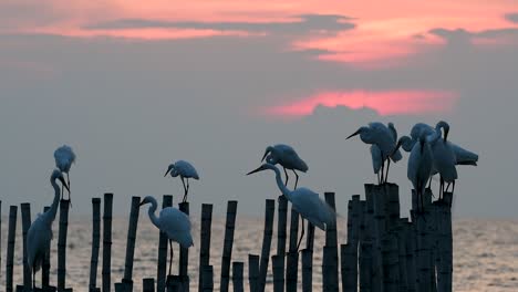 The-Great-Egret,-also-known-as-the-Common-Egret-or-the-Large-Egret