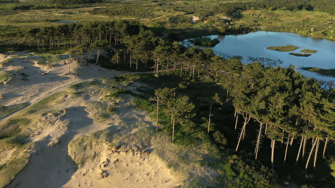 antena de dunas y árboles en el parque nacional kennemerland, países bajos