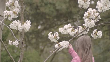Woman picking cherry blossom from tree