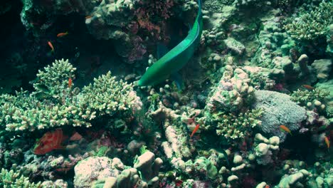 Hübscher-Grüner-Papageienfisch,-Der-Auf-Den-Korallen-Pickt-Und-Sich-Ernährt---Unter-Wasser