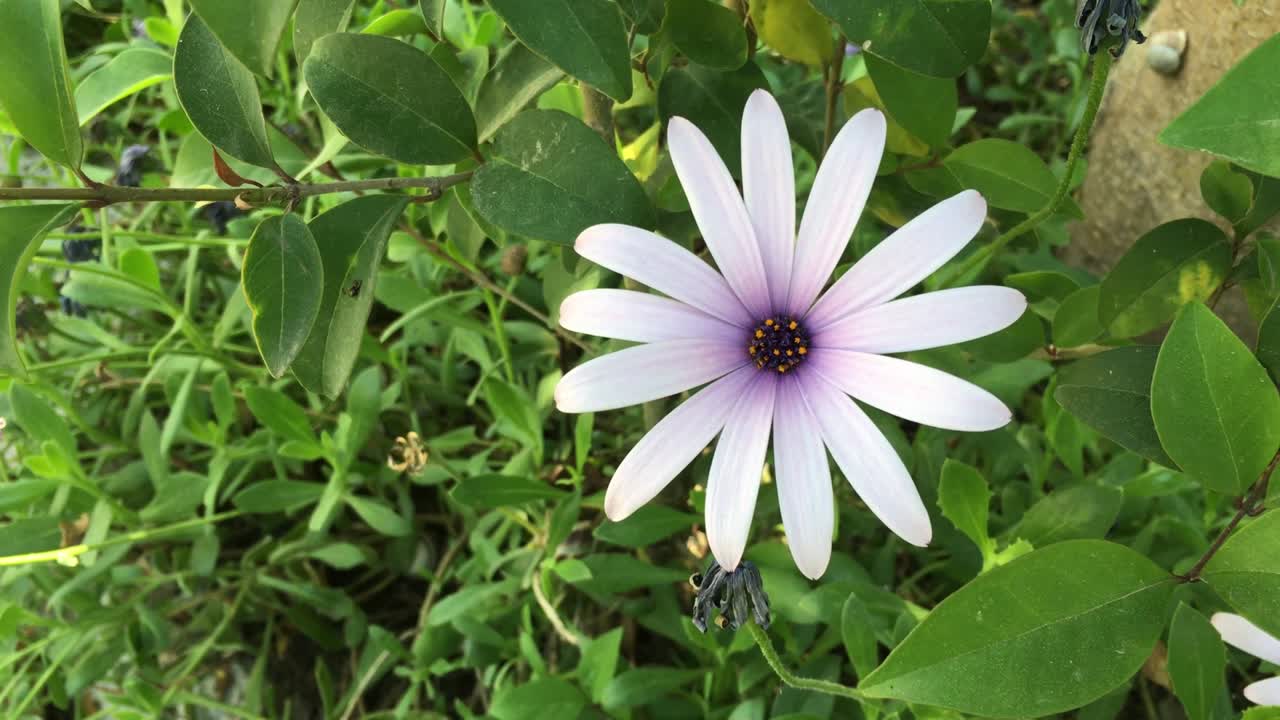 flor de margarita en el jardín