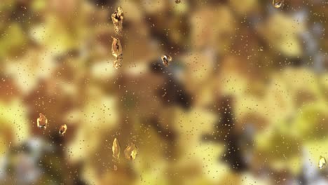 gota de agua en las ventanas con un fondo borroso de árboles de follaje amarillo