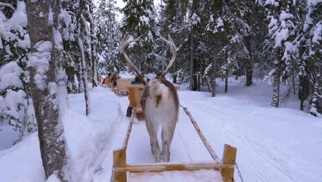 reindeer sled ride through a snowy forest in lapland