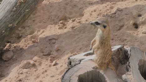 Alerta-Suricata-Parada-Sobre-Un-Tronco-En-Un-Ambiente-Arenoso,-Observando-Sus-Alrededores