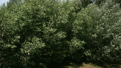 Lush-foliage-of-mangrove-trees-swaying-gently-as-the-wind-blows-from-the-sea-at-the-beach-front-in-Samut-Prakan-in-Thailand