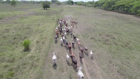 cows walking in dry pasture along a narrow dirt trail, aerial view