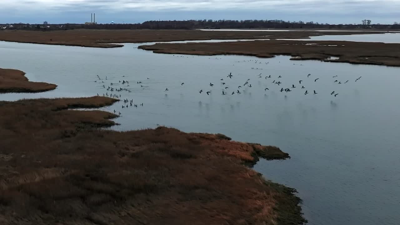 una vista aérea de una bandada de aves sobre el pantano salado en las costas del sur de long island, nueva york en un día nublado