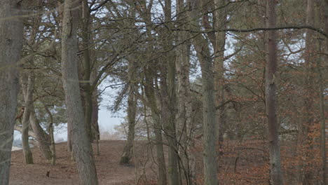 pan from close tree bark to leafless trees in autumn