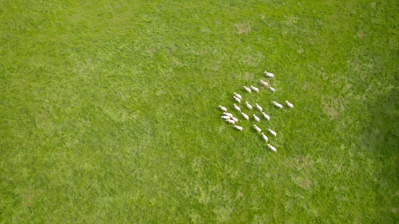 푸른 들판 에 있는 양 들 의 무리