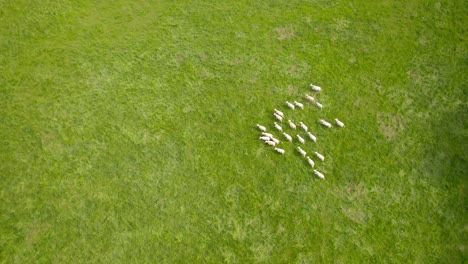 flock of sheep on green meadow