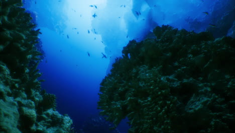 exploring vibrant underwater coral gardens filled with tropical fish