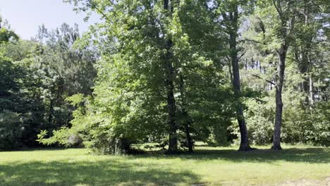 placa de conducción de un bosque muy verde como una vista