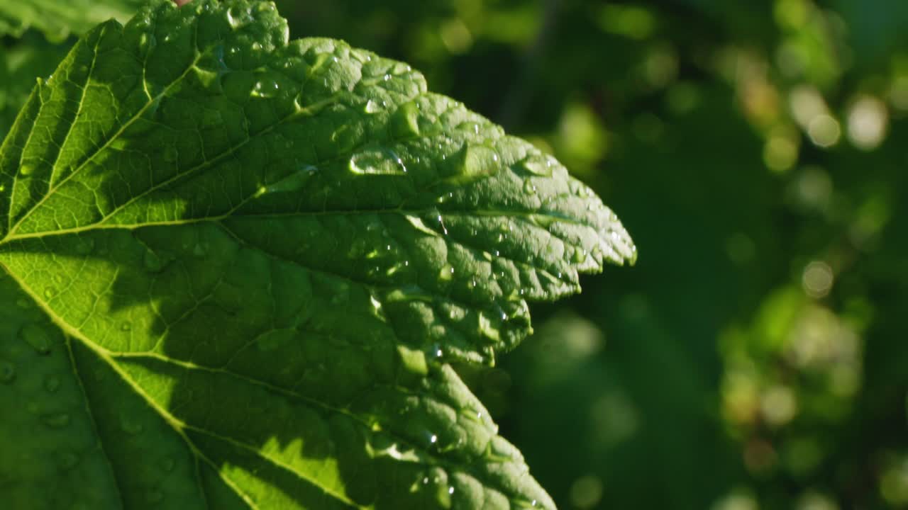 Dew-Kissed Grape Leaf