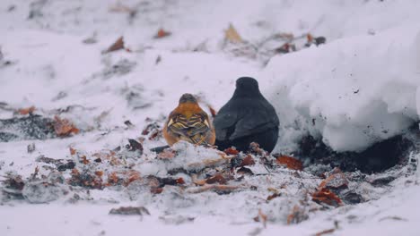 Männlicher-Buchfink-Und-Gemeiner-Amselmann-Suchen-Gemeinsam-Nach-Nahrung,-überleben-Im-Winter