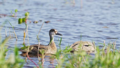 enchanting view of two brazilian teal, amazonetta brasiliensis floating on rippling lake, drake dipping its head underwater foraging on aquatic vegetations on a beautiful sunny day at pantanal brazil