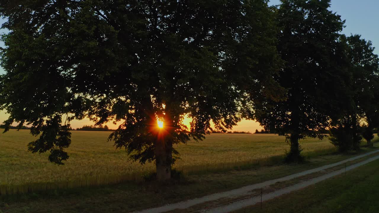 toma aérea de una estrella solar que comienza detrás de un árbol y se eleva hacia el sol brillante a contraluz al final de un amplio campo de maíz: momento de naturaleza pura al final de un cálido día de verano.
