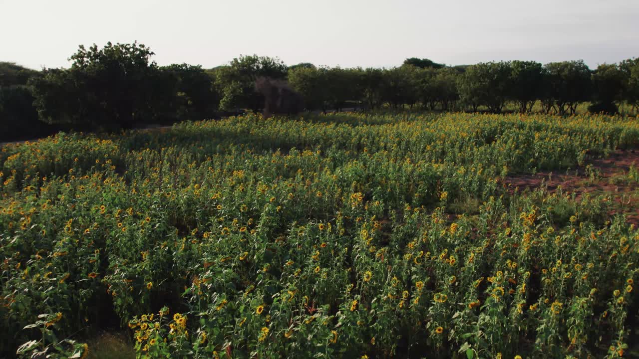 granja de girasol durante la puesta de sol con hojas verdes exuberantes en una granja en áfrica