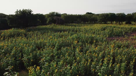 Granja-De-Girasoles-Durante-La-Puesta-De-Sol-Con-Exuberantes-Hojas-Verdes-En-Una-Granja-En-África