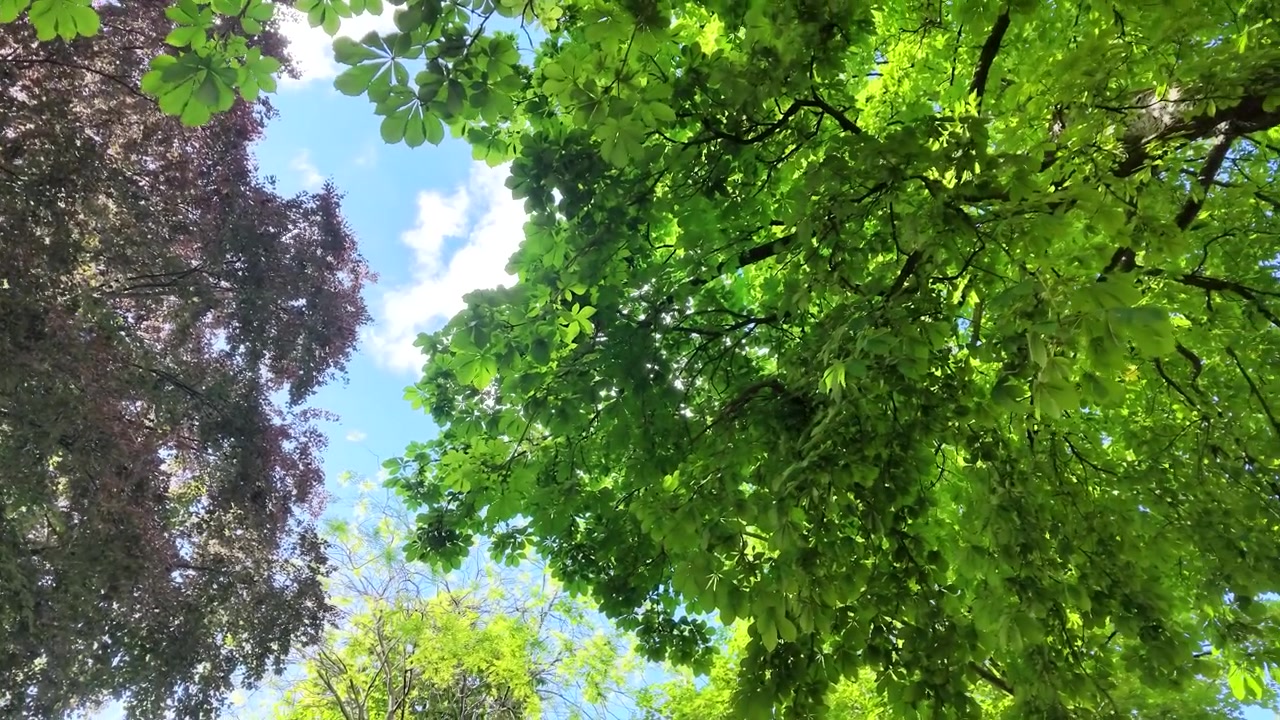 Un'inquadratura dal basso di foglie verdi e viola vivaci che ondeggiano contro un cielo azzurro brillante.