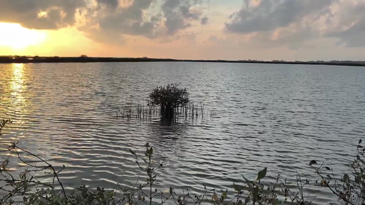 Piccolo albero di mangrovia in un lago calmo al tramonto