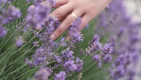 mano a través de flores de lavanda en medio de un hermoso parque mientras primavera en italia