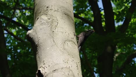 great spotted woodpecker looking alertly in forest at sunset