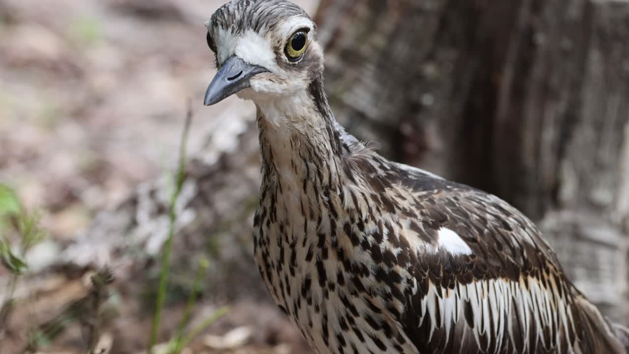 curlew de pie alerta en una zona boscosa