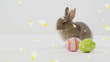 Animación-De-Pétalos-De-Flores-Blancas-Y-Amarillas-Cayendo-Sobre-El-Conejito-De-Pascua-Sobre-Fondo-Blanco