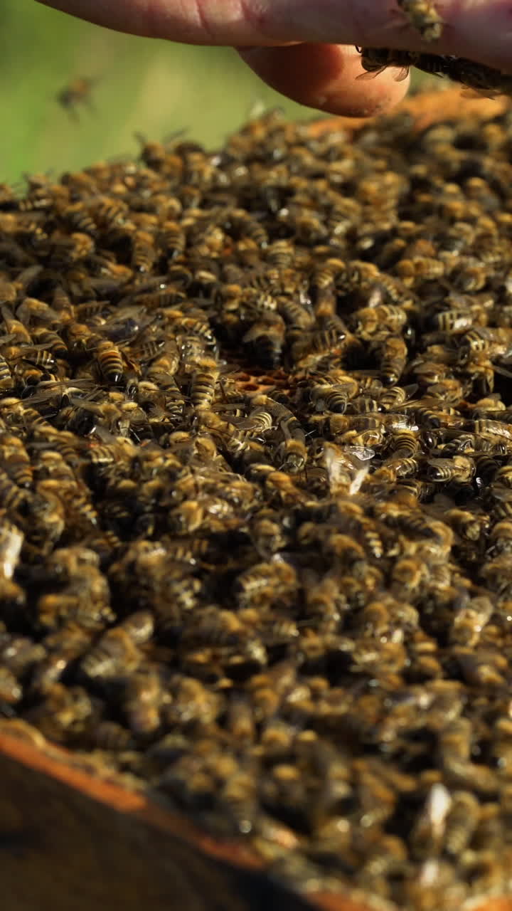 Man's bare hand holding frame with many bees and taking some on his hand. Bees crawls on male's hand in a sunny day. Apiary concept Vertical video