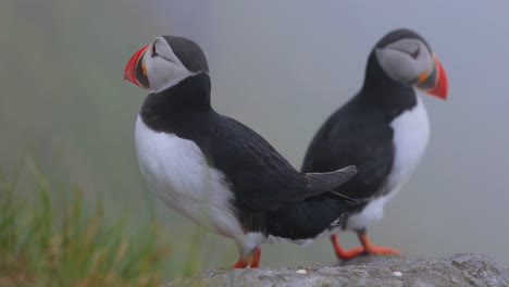 atlantic puffin (fratercula arctica), on the rock on the island of runde (norway).