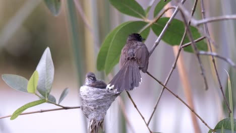 Familie-Des-Malaysischen-Rattenfantails-In-Seinem-Nest-Am-Ast-Im-Wald