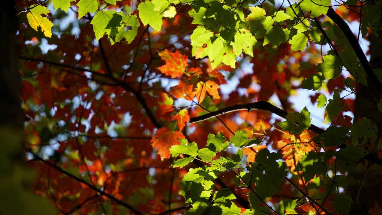 hojas de otoño retroiluminadas por el carcaj de la luz del sol en movimiento de lapso de tiempo