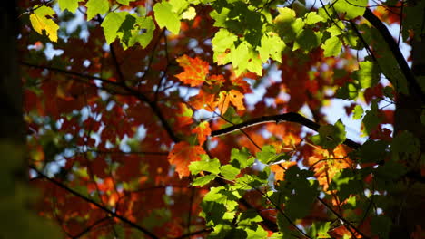 autumn leaves backlit by sunlight quiver in time-lapsed motion