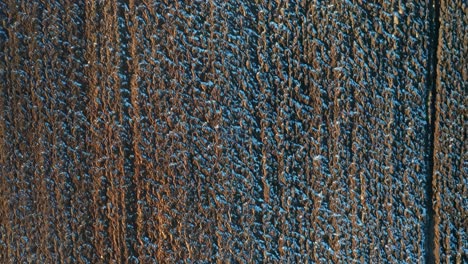 aerial: flying above ploughed farm land in evening in early spring