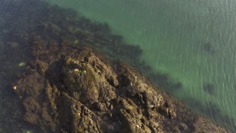 Tiro-De-Dron-De-Una-Foca-Común-Adulta-Nadando-Cerca-De-Otra-Foca-Descansando-En-Las-Rocas