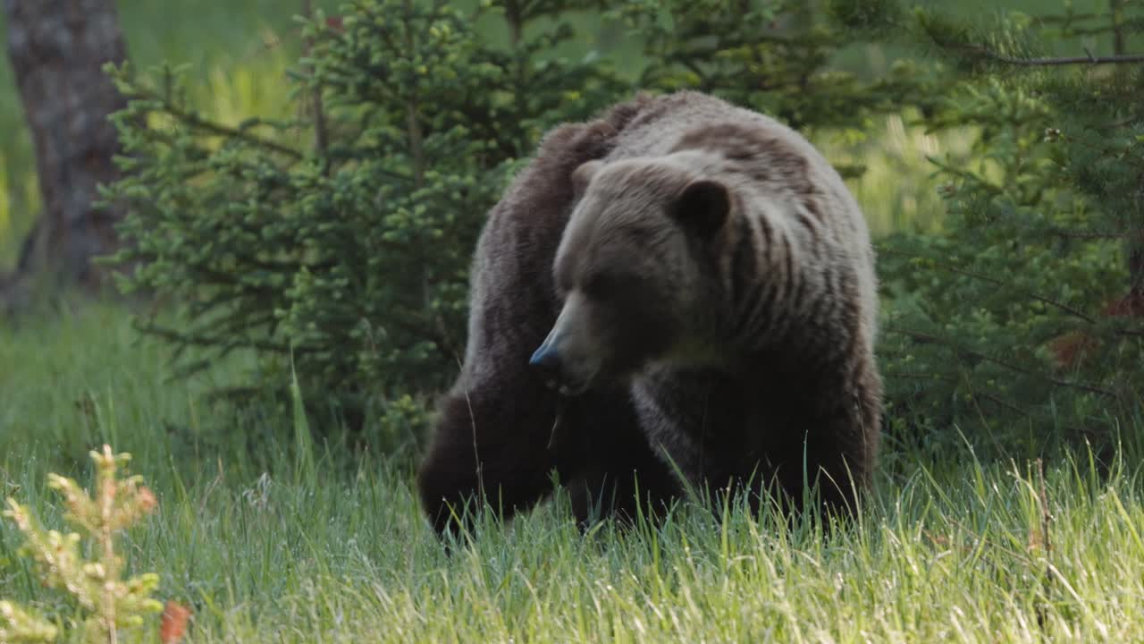 Un grande orso grizzly marrone si erge in una lussureggiante foresta verde, circondato da alberi alti e felci