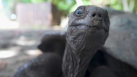 tortuga gigante de aldabra de seychelles mirando alrededor en el santuario de vida silvestre de la isla curieuse