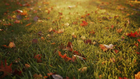 Steadicam-follow-shot:-Yellow-leaves-on-the-grass-in-the-park,-the-setting-sun-illuminates-them-beautifully.