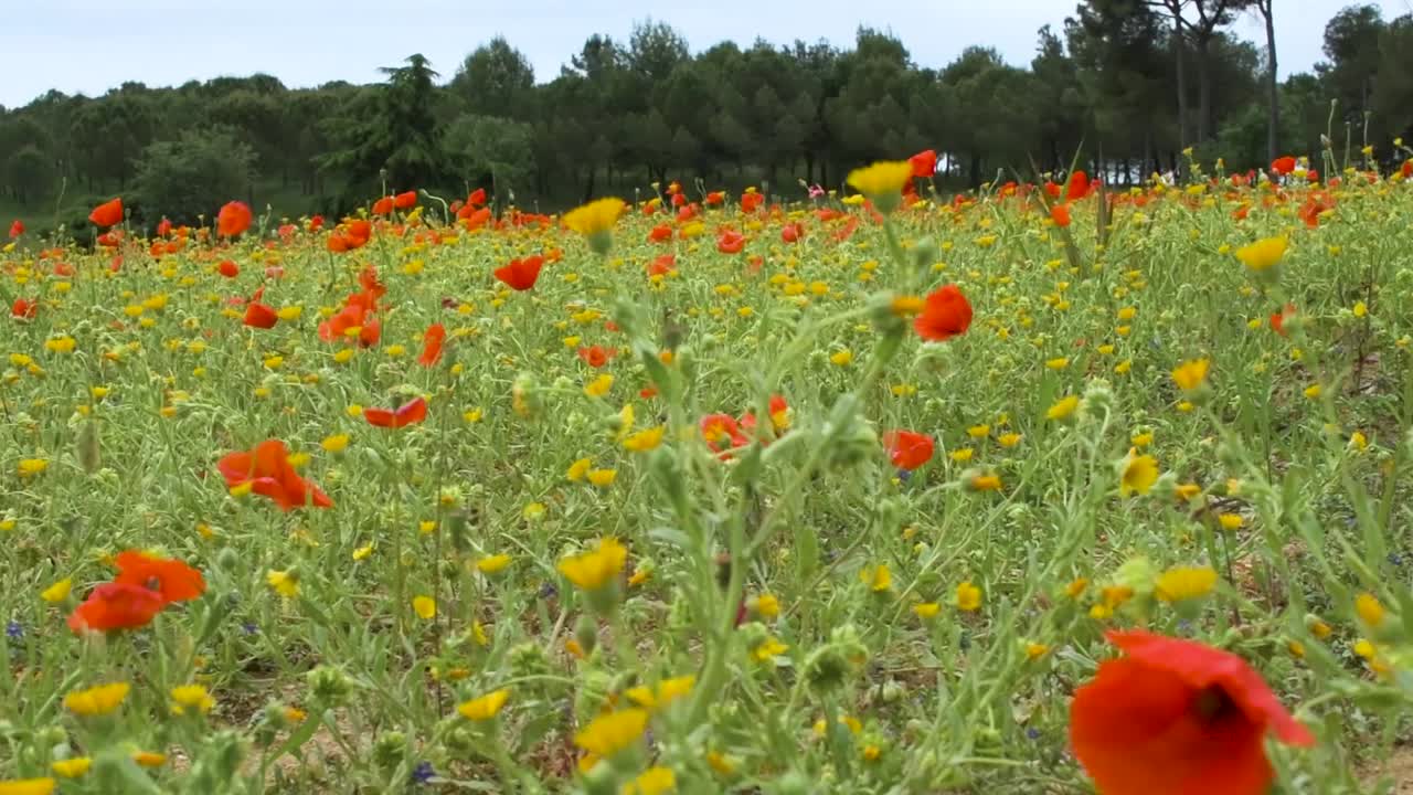 Campo di papaveri e fiori gialli con movimento della telecamera.