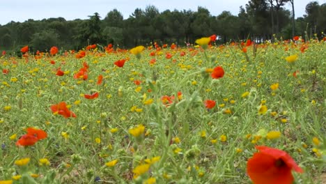 Mohnfeld-Und-Gelbe-Blumen,-Während-Sich-Die-Kamera-Bewegt