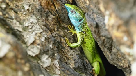 el sobreviviente sin cola: el cuento de un lagarto