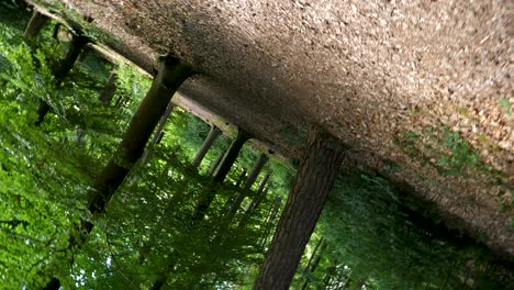 walking slowly through the forest