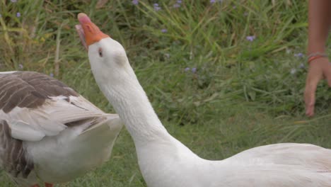 Woman-Crawling-On-The-Green-Grass-While-Geese-Eating-Bread---Domestic-Geese-In-Gold-Coast,-QLD,-Australia