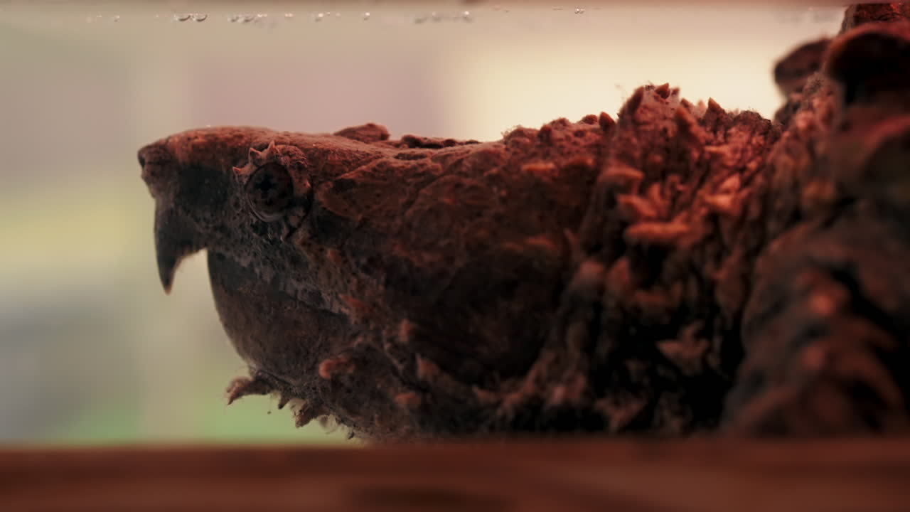 수족관에서 큰 악어 거북 거북 macrochelys temminckii