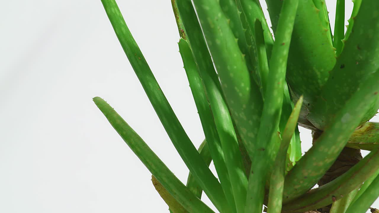 알로에 베라 식물은 색 바탕에 회전하고 있습니다. 맛있는 식물의 잎, 화장품에 사용되는 약용 식물의 클로즈업