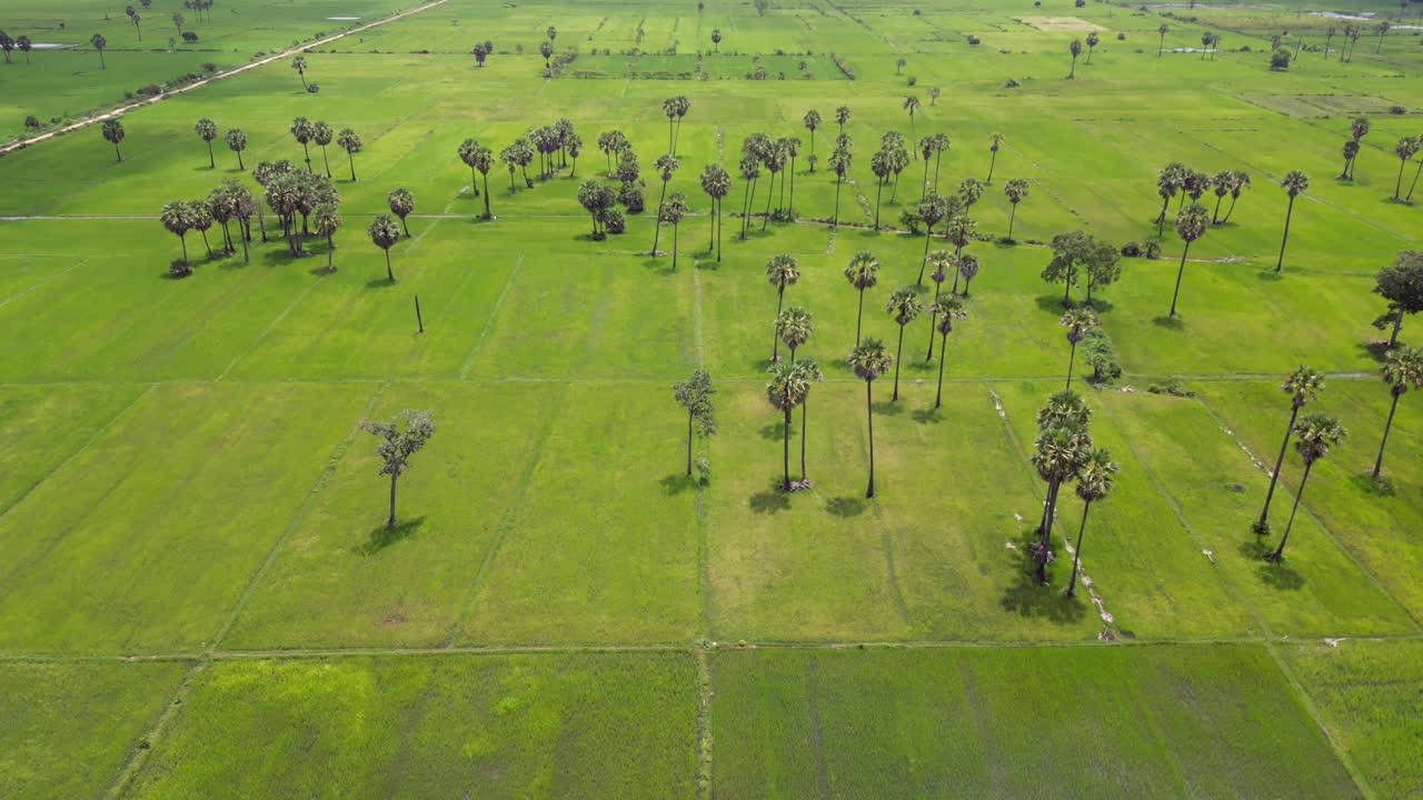зеленые камбоджийские рисовые поля в полдень солнце медленно поднимается